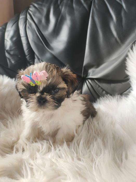 Szczeniak shih-tzu