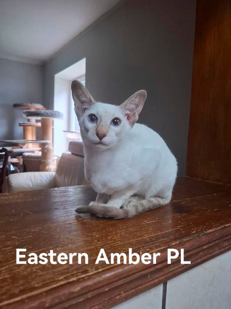 Peterbald kocurek syjamski gotowy do zmiany domku