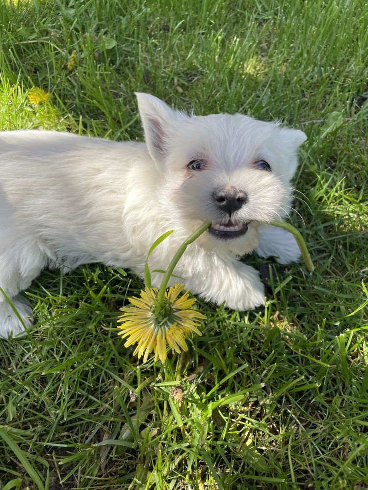 Suczka West Highland White Terrier