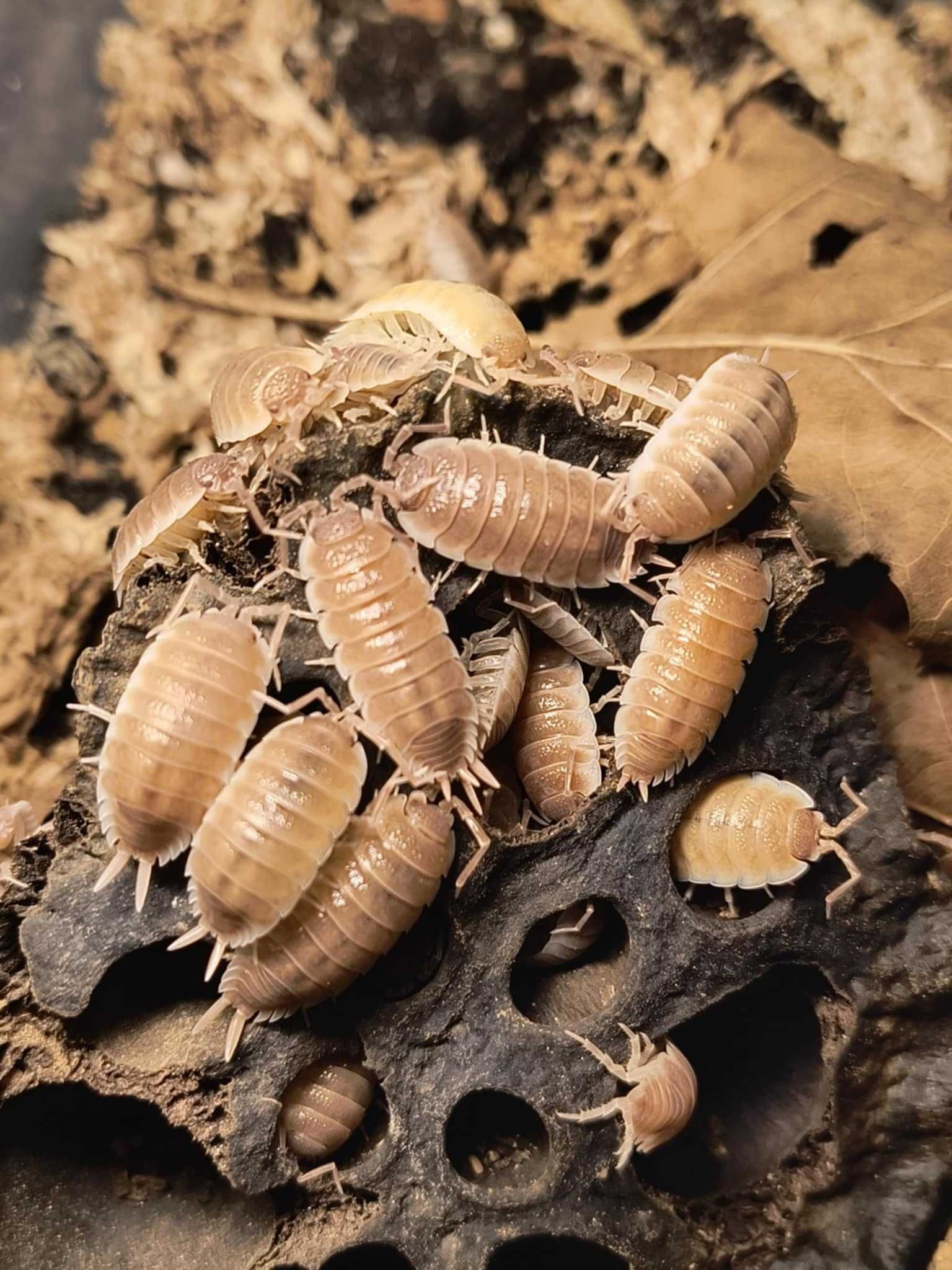 Isopody Porcellio Sevilla Caramel