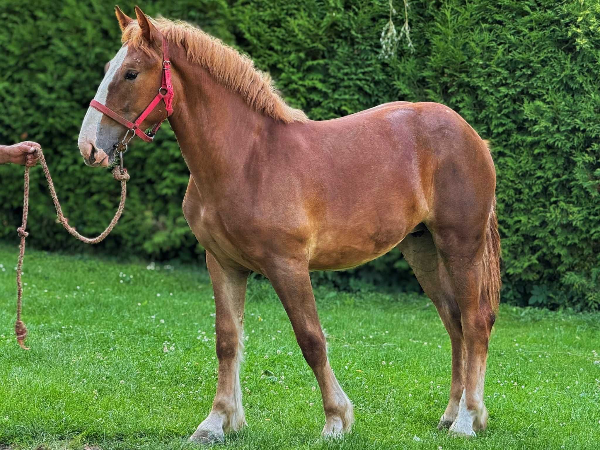 Sprzedam konie zimnokrwiste