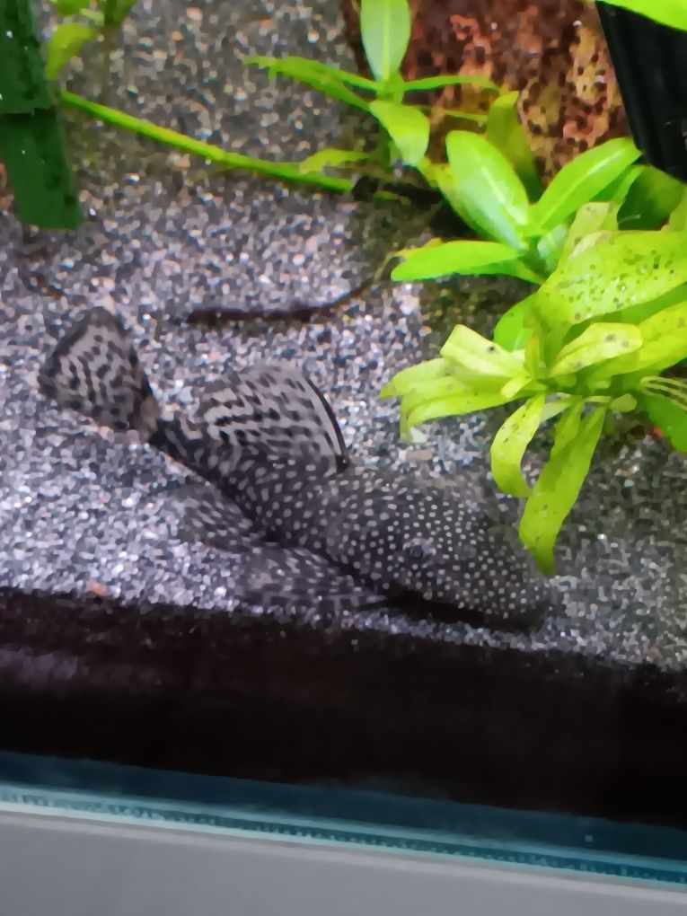 Ansistrus peixes