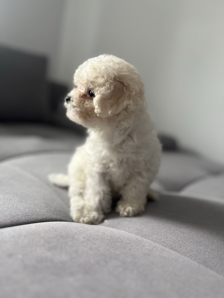 Bichon Frise / Suczka