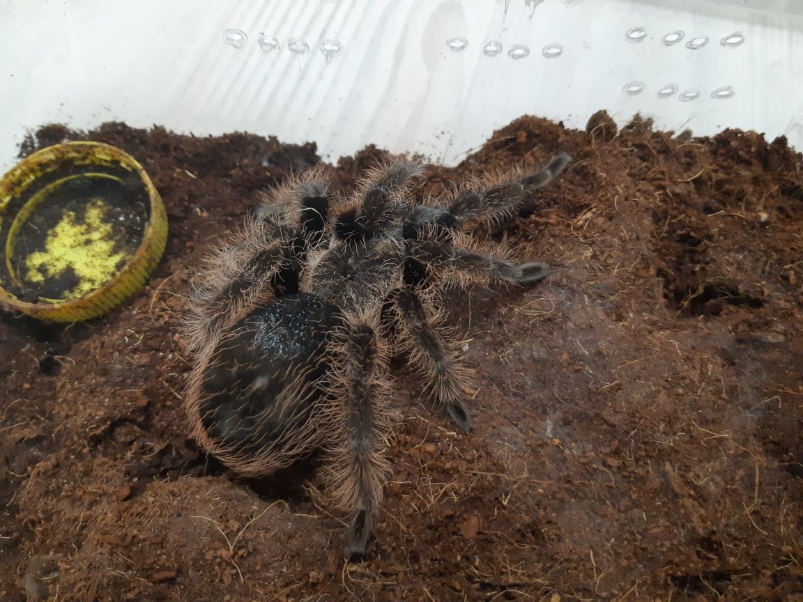 Альбопилозум Brachypelma самка самец паук птицеед парахибана веганс