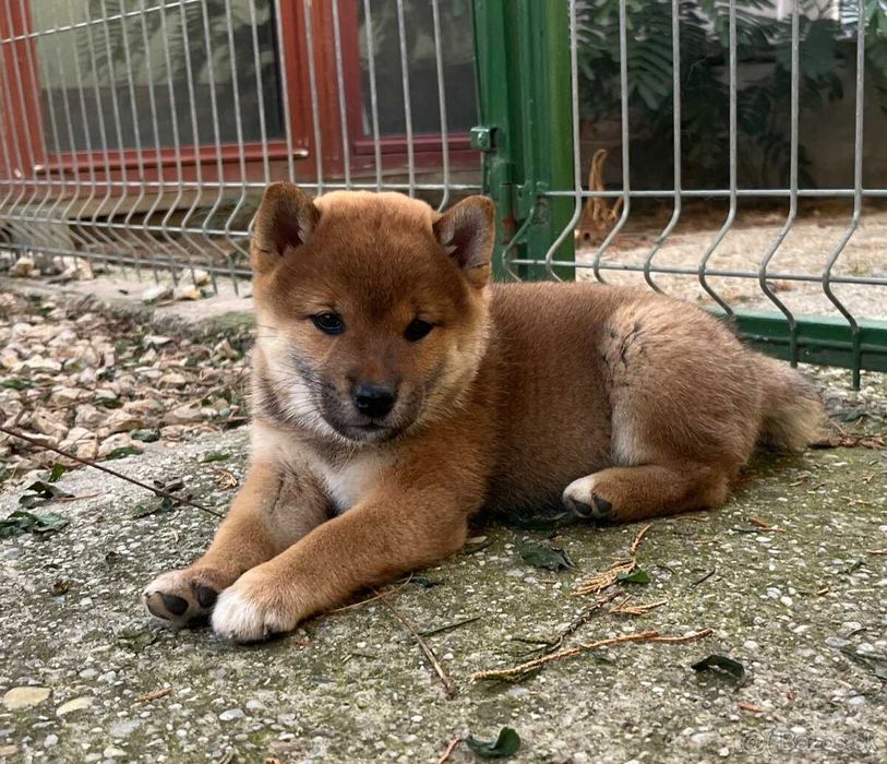 Shiba Inu ㅤㅤㅤㅤㅤㅤ