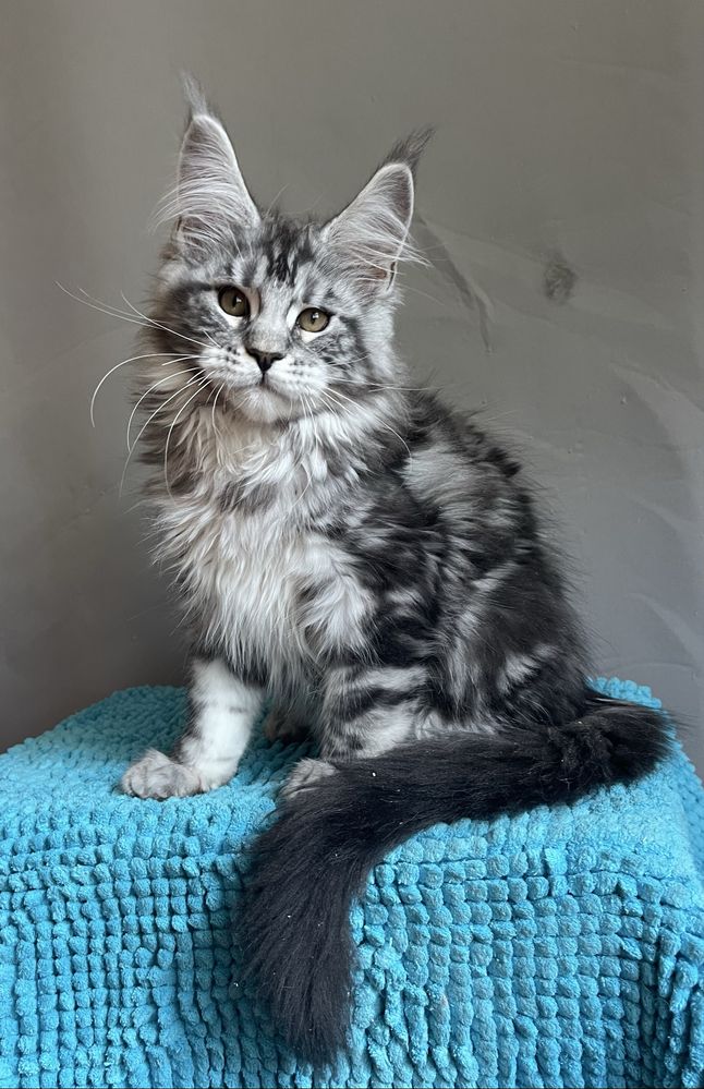 Мейн кун котенок