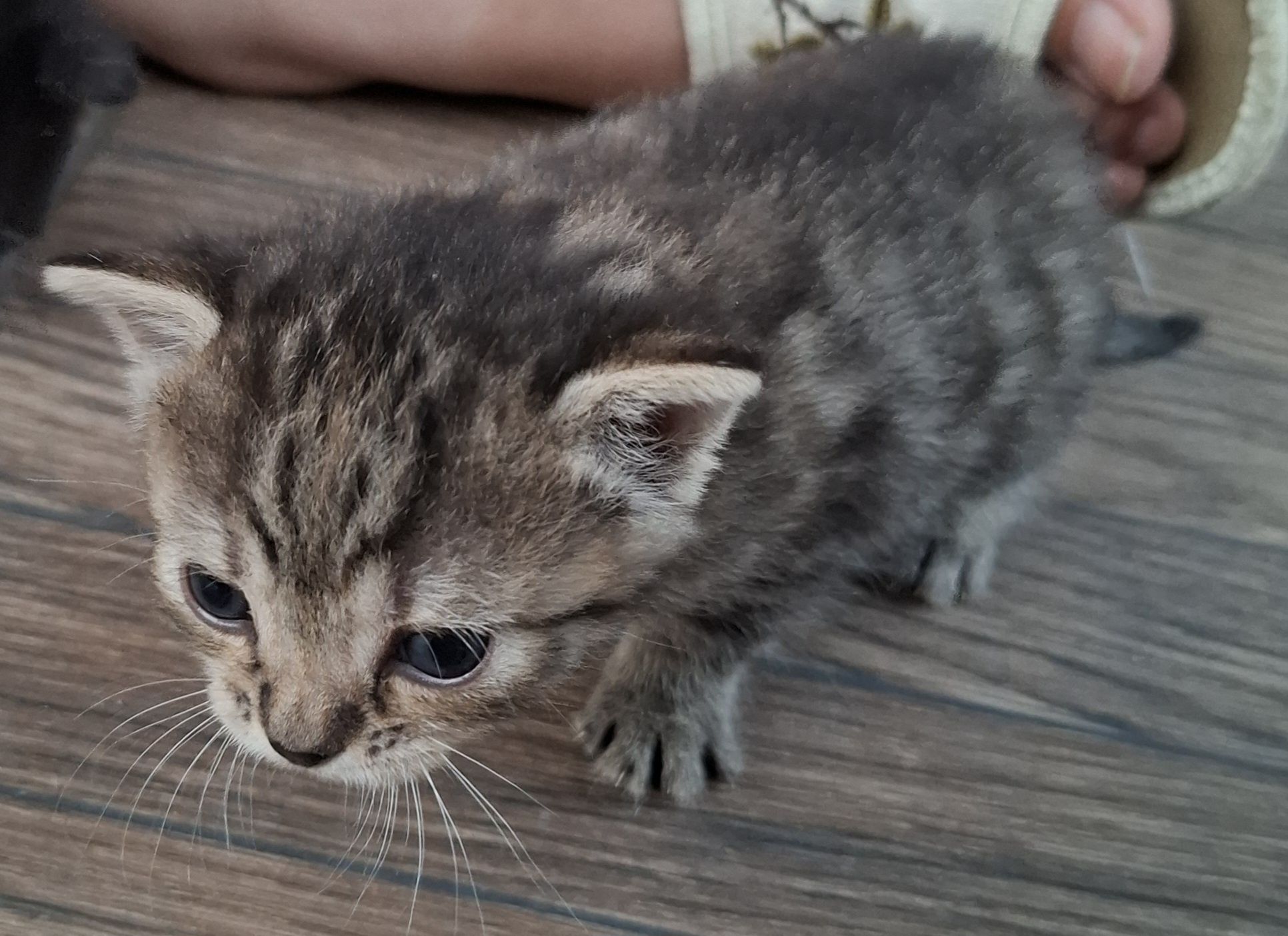 Kotek do adopcji