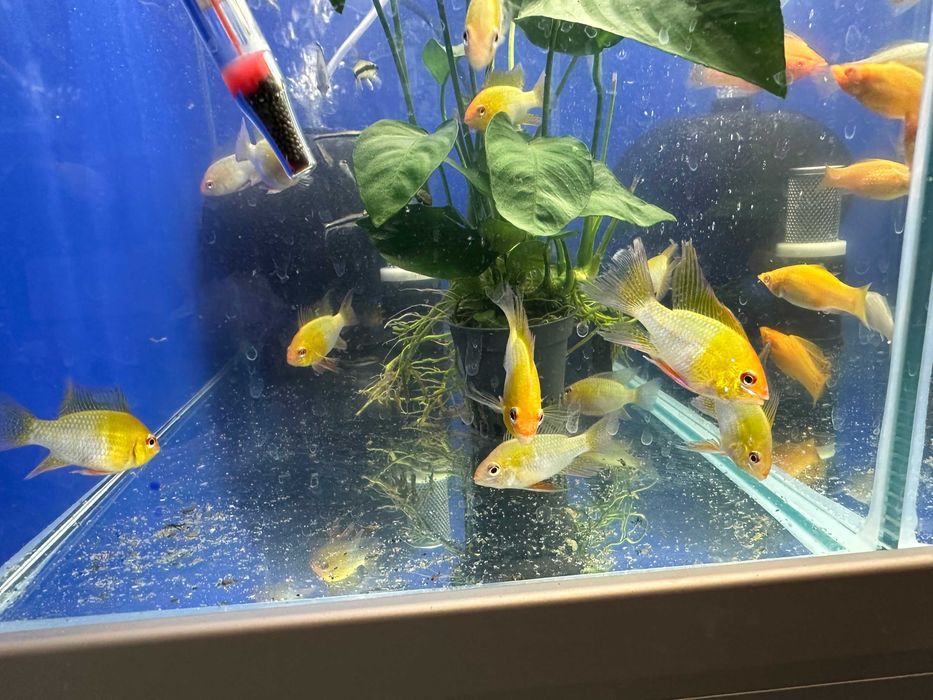 Ramireza Gold Złota