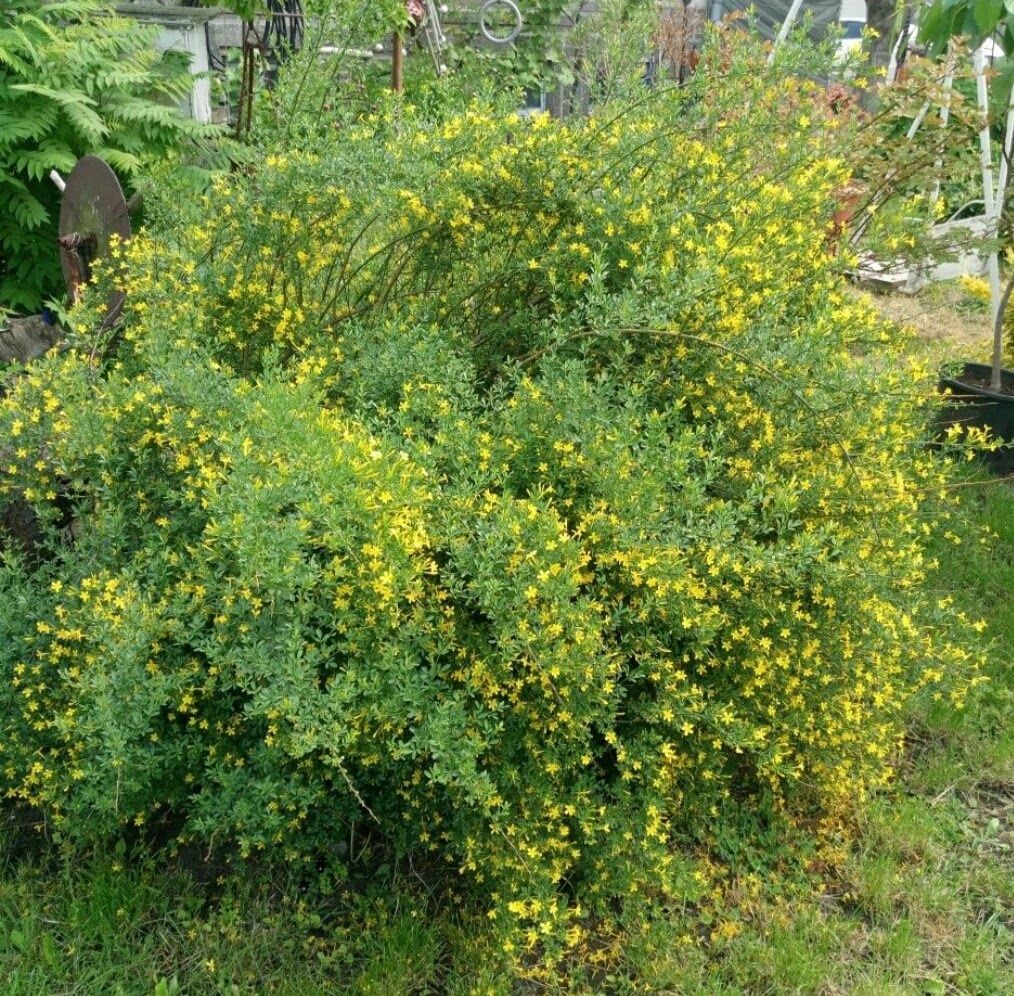 Жасмин жёлтый ароматный садовый