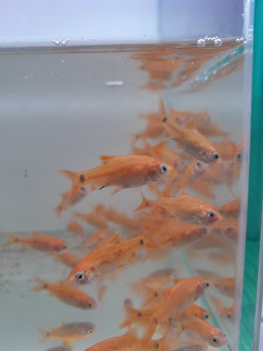 Brzanka Brokatowa