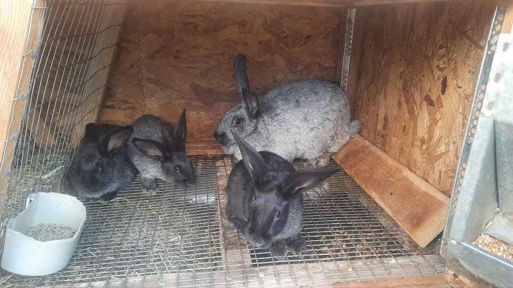 Кролі Полтавське срібло