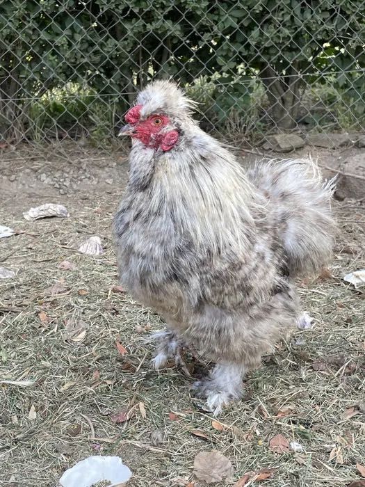Galo galinha sedosa