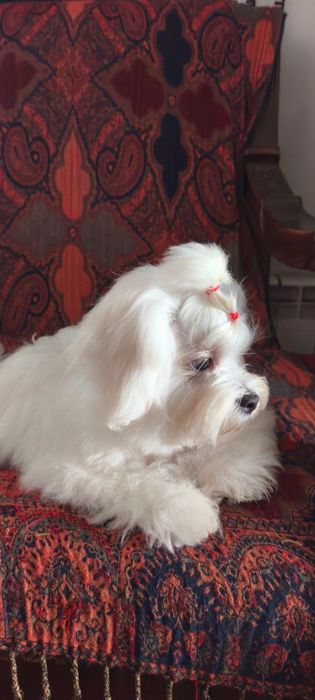 Мальтійська болонка хлопчик