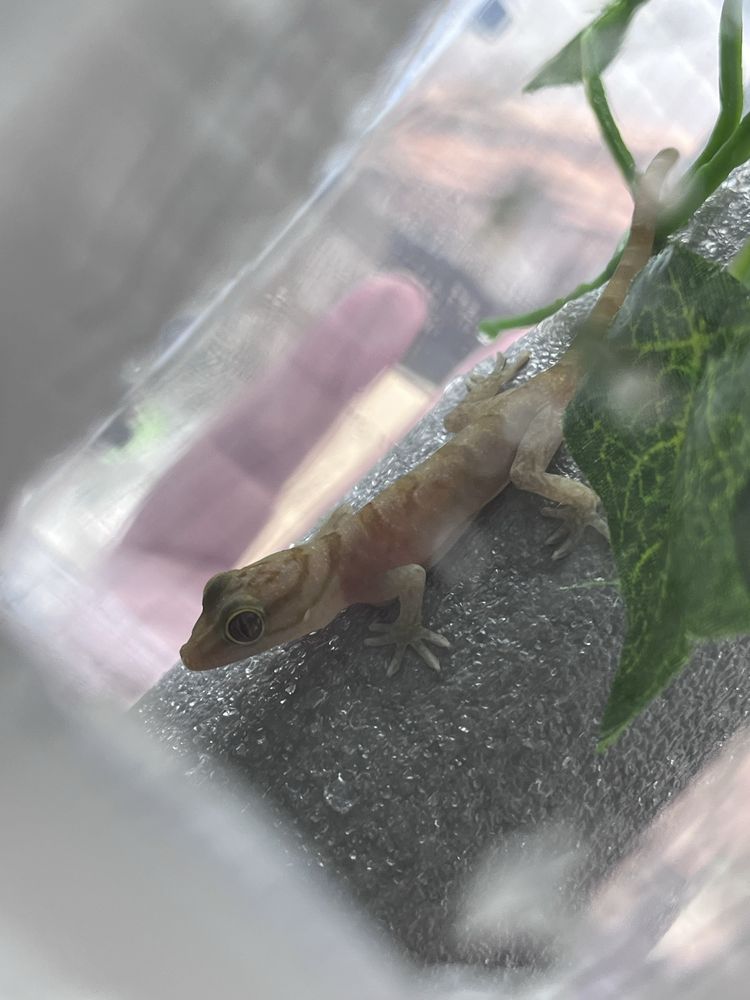 Gekko badenii Gekon złocisty