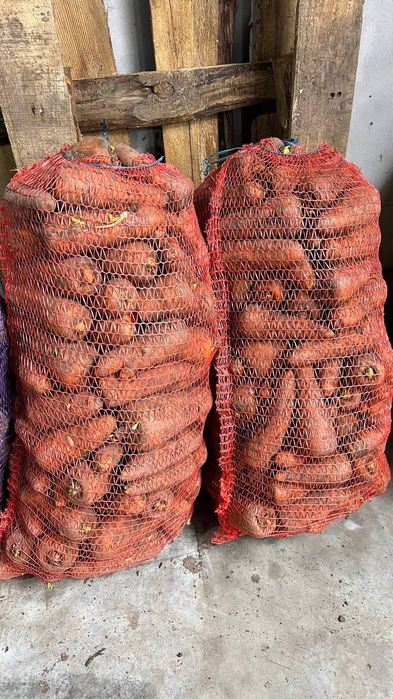Продам моркву пізню