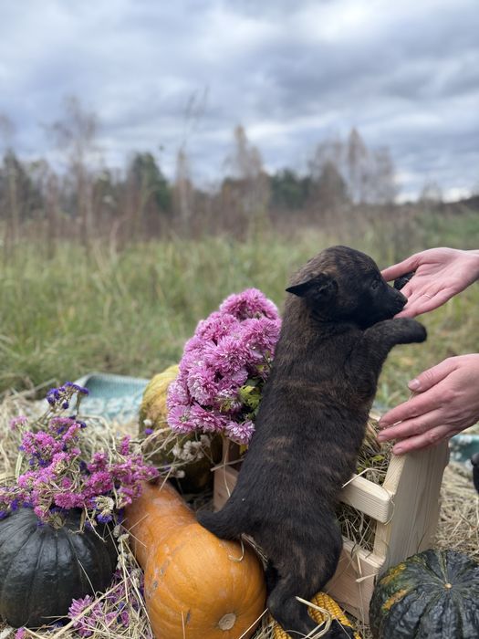 Голландська вівчарка Хердер (Не Малінуа)
