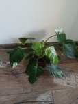 Zestaw filodendron scindapsus kroton calathea storczyk reo syngonium