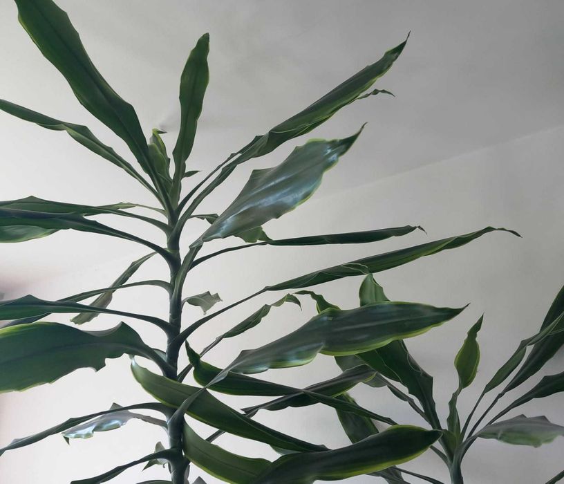 Dracena wonna 230 cm