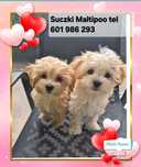 Maltipoo suczki gotowe do nowych domkow .Zapraszamy do rezerwacji