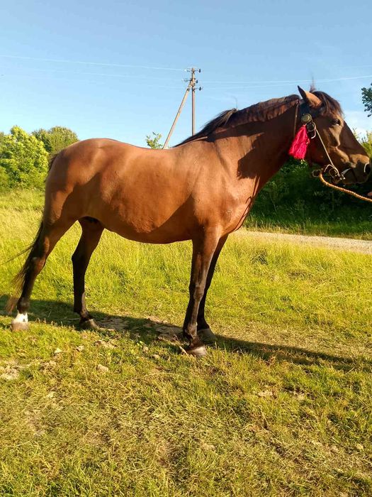 Продається кобила!