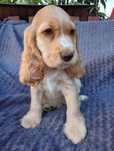 Cocker Spaniel Angielski piesek
