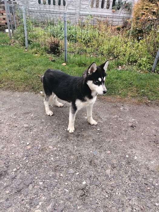 Syberian Husky - Sunia