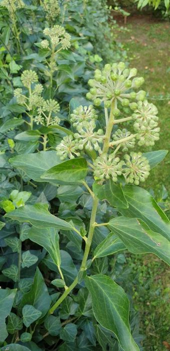 Bluszcz zimozielony -20 szt sadzonki -wysył