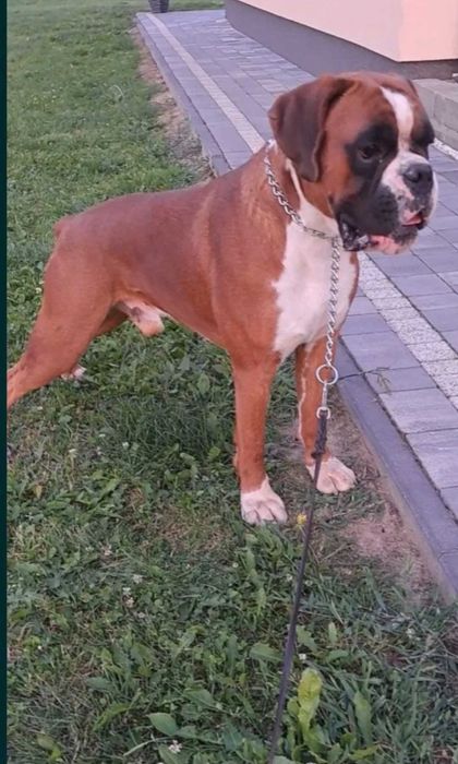 Zapowiedz miotu Bokser Wrzesień