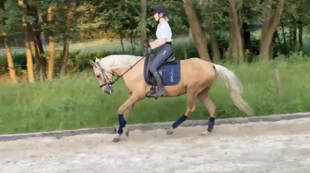 Klacz cruzado do wspołdzierżawy