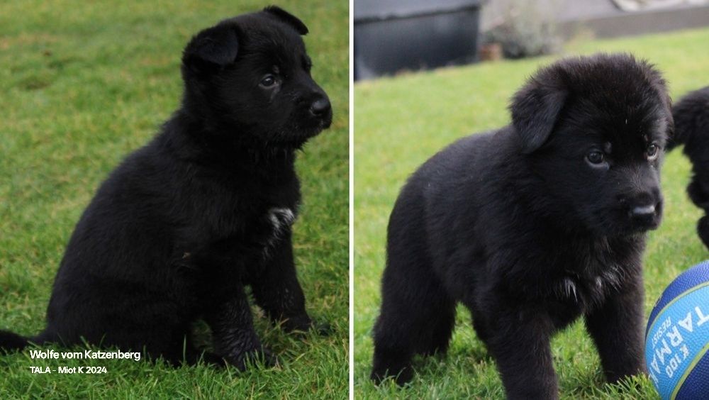 Owczarek niemiecki krótkowłosy szczeniak ojciec Mistrz świata Junior