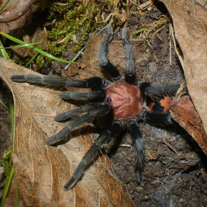 Cyclosternum fasciatum самка паука птицееда для новичков