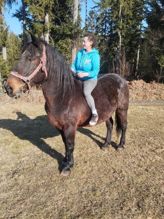 Sprzedam  slaska klacz