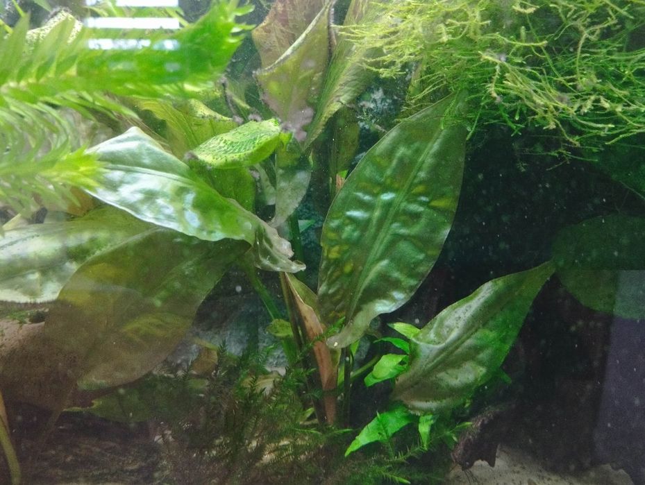 Anubias roślina akwariowa