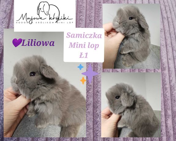 Majowe króliki Mini lop hodowla 910-P królik króliczek