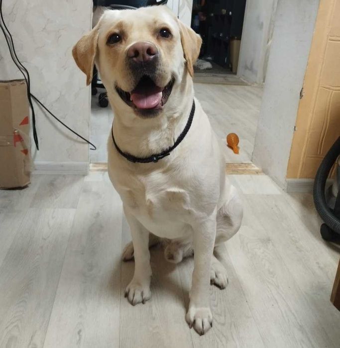 Вязка лабрадор кобель