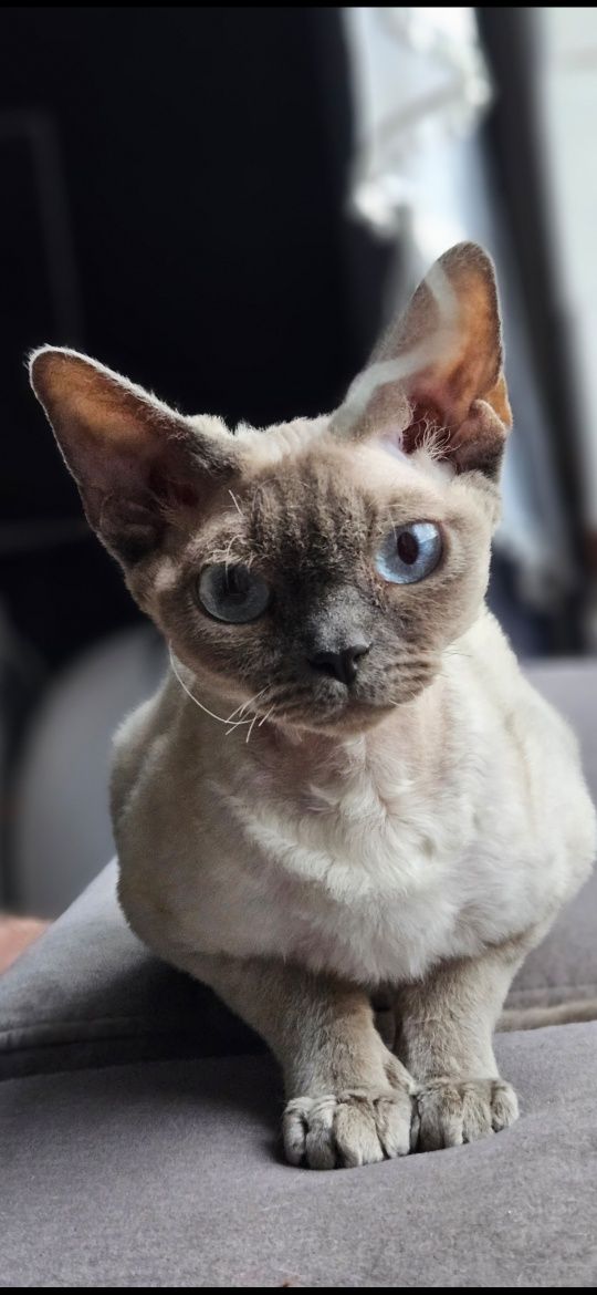 Czekoladowy point Devon Rex FPL