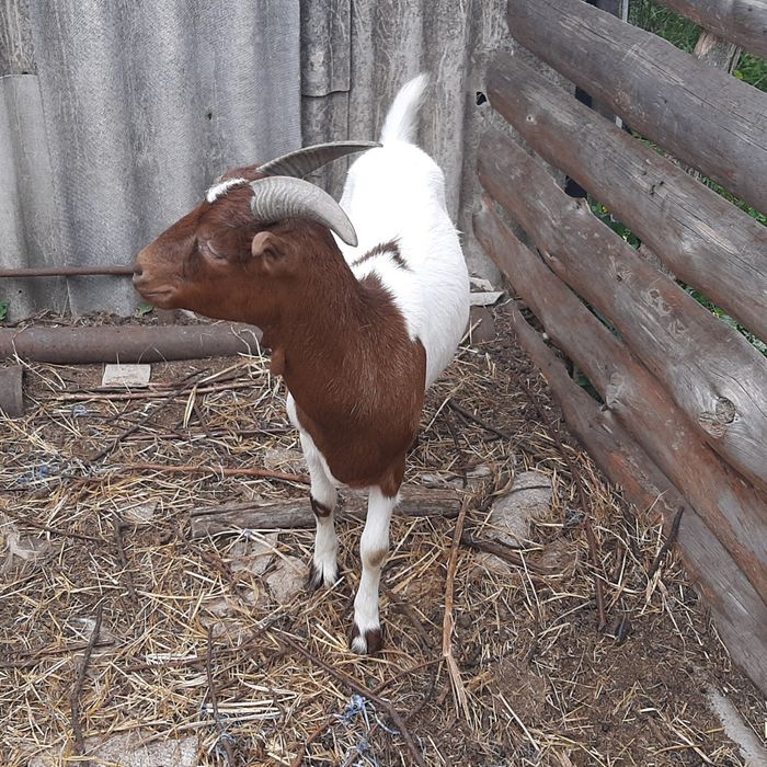 Молодая коза.  Козы. Бурская с ламанчей.
