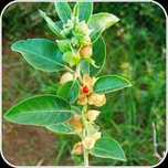 vendo 500 sementes de whithania somnifera