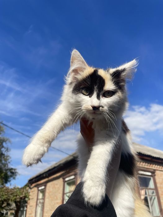 Віддам у добрі руки кошенят