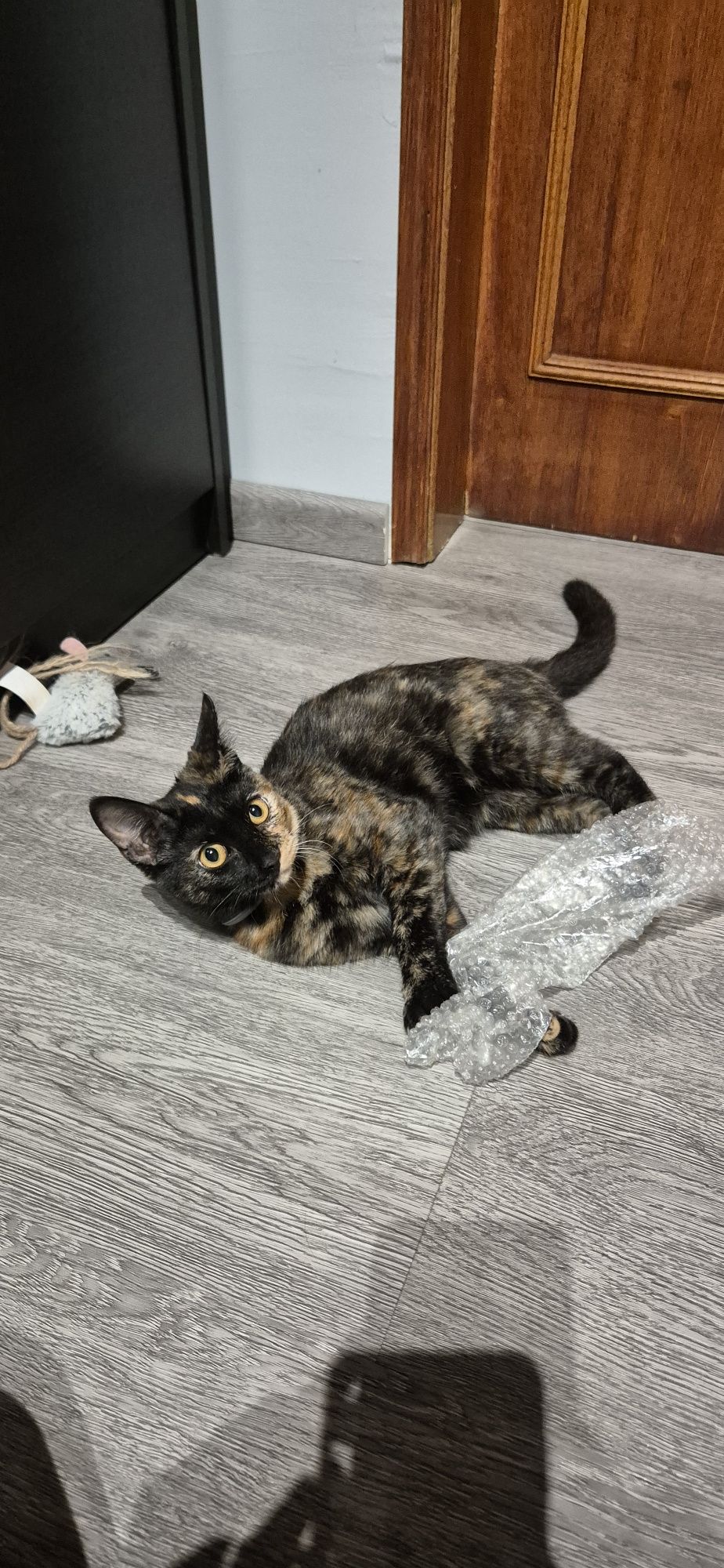 Dá-se gata com 5meses