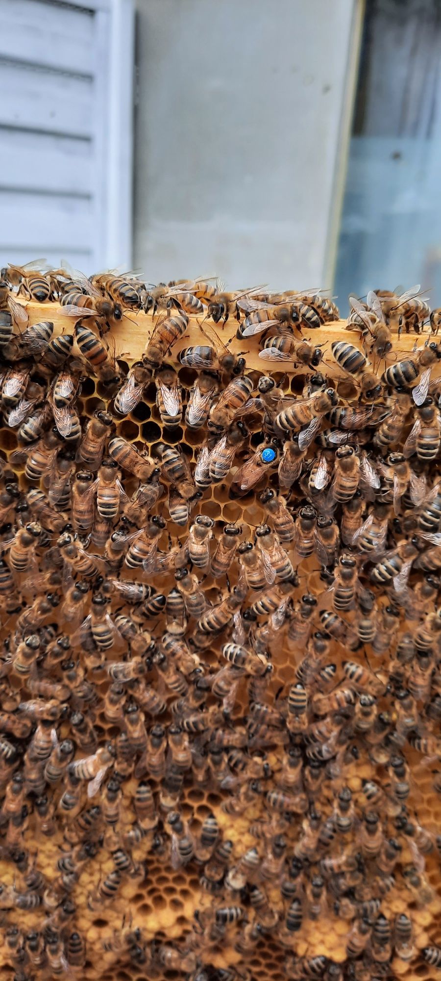 Odkłady pszczele, ramka wielkopolska