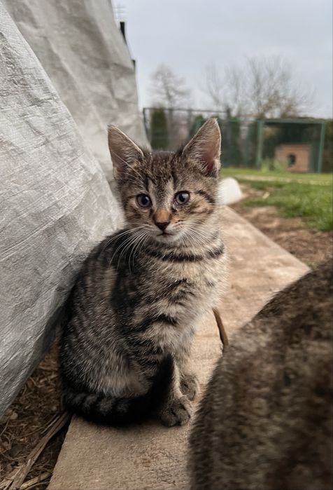 Oddam za darmo kotki