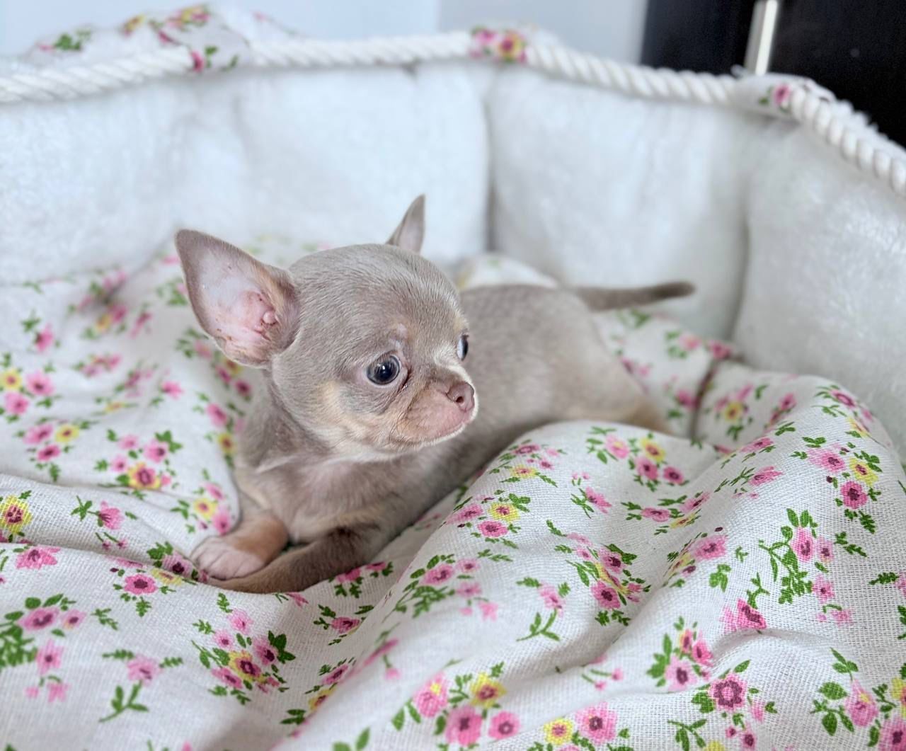 Chihuahua Mini chłopak fci
