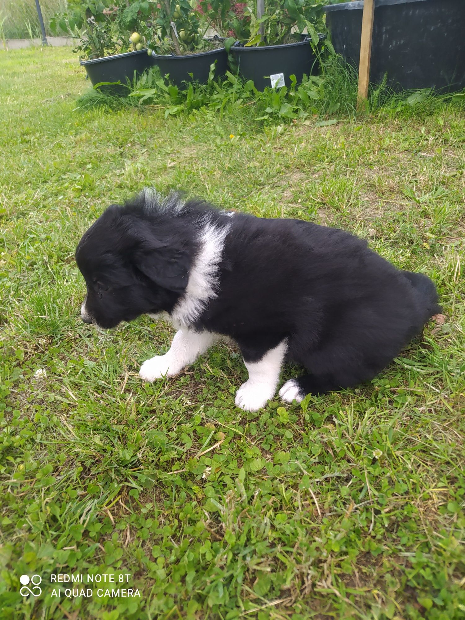 Border Collie - Czarno-biała