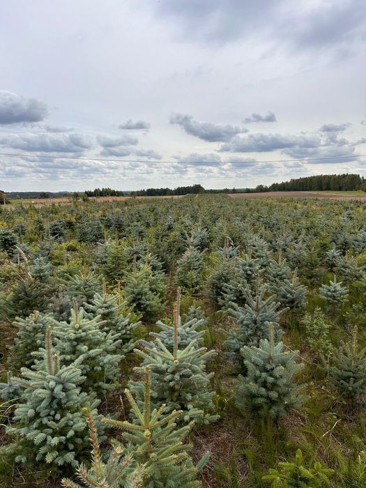 Świerki w doniczkach różne wysokości