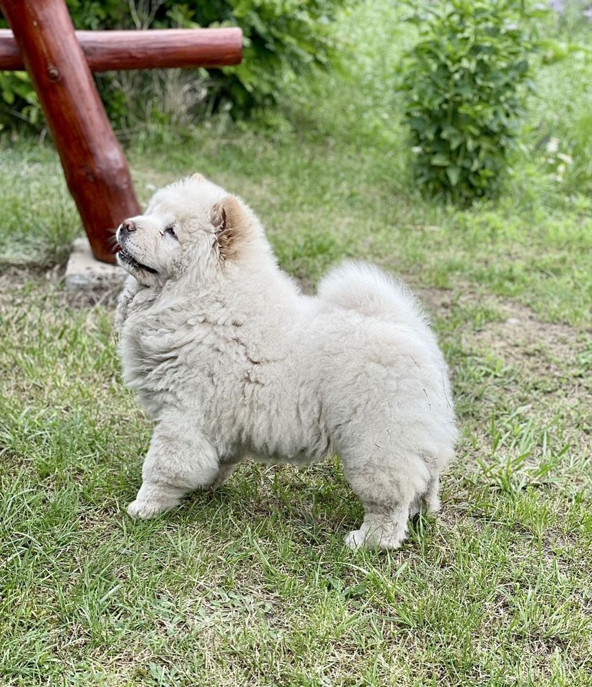 Śliczna sunia CHOW CHOW