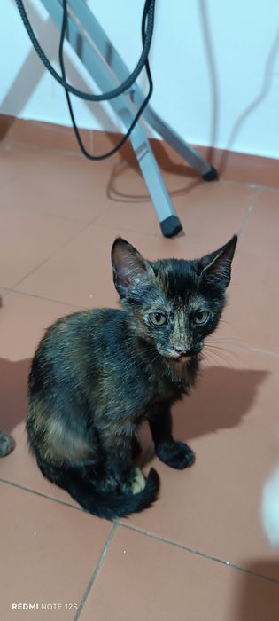 Dou dois gatinhos