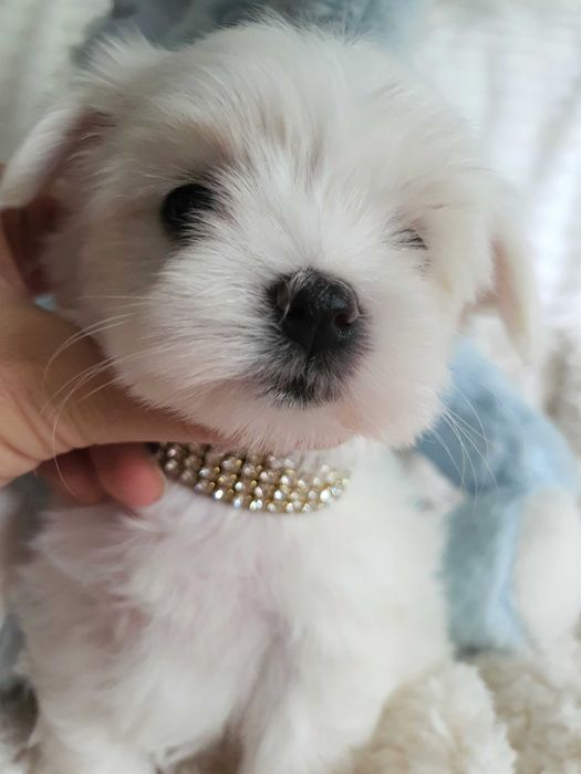 Pieski Maltańczyki Mini z rodowodem, pełna dokumentacja.