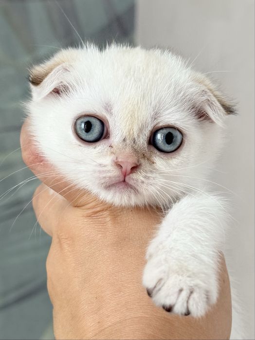 Золоті малюки в улюбленці