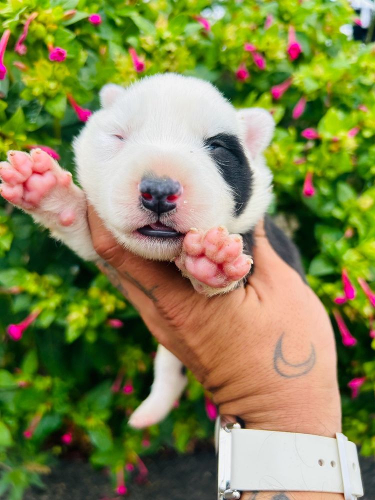 Excelente menio border collie